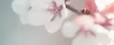 Gros plan poétique sur des fleurs de cerisier blanches et légèrement rosées.