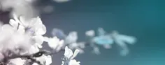 Bannière décorative représentant une branche aux fleurs blanches délicates sur un fond dégradé bleu et gris.