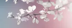 Bannière horizontale montrant une branche en fleurs blanches sur un fond pastel rose et bleu.